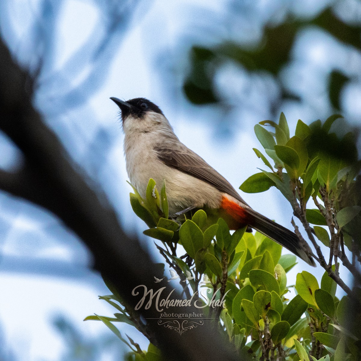 Rußhaubenbülbül - ML645930049