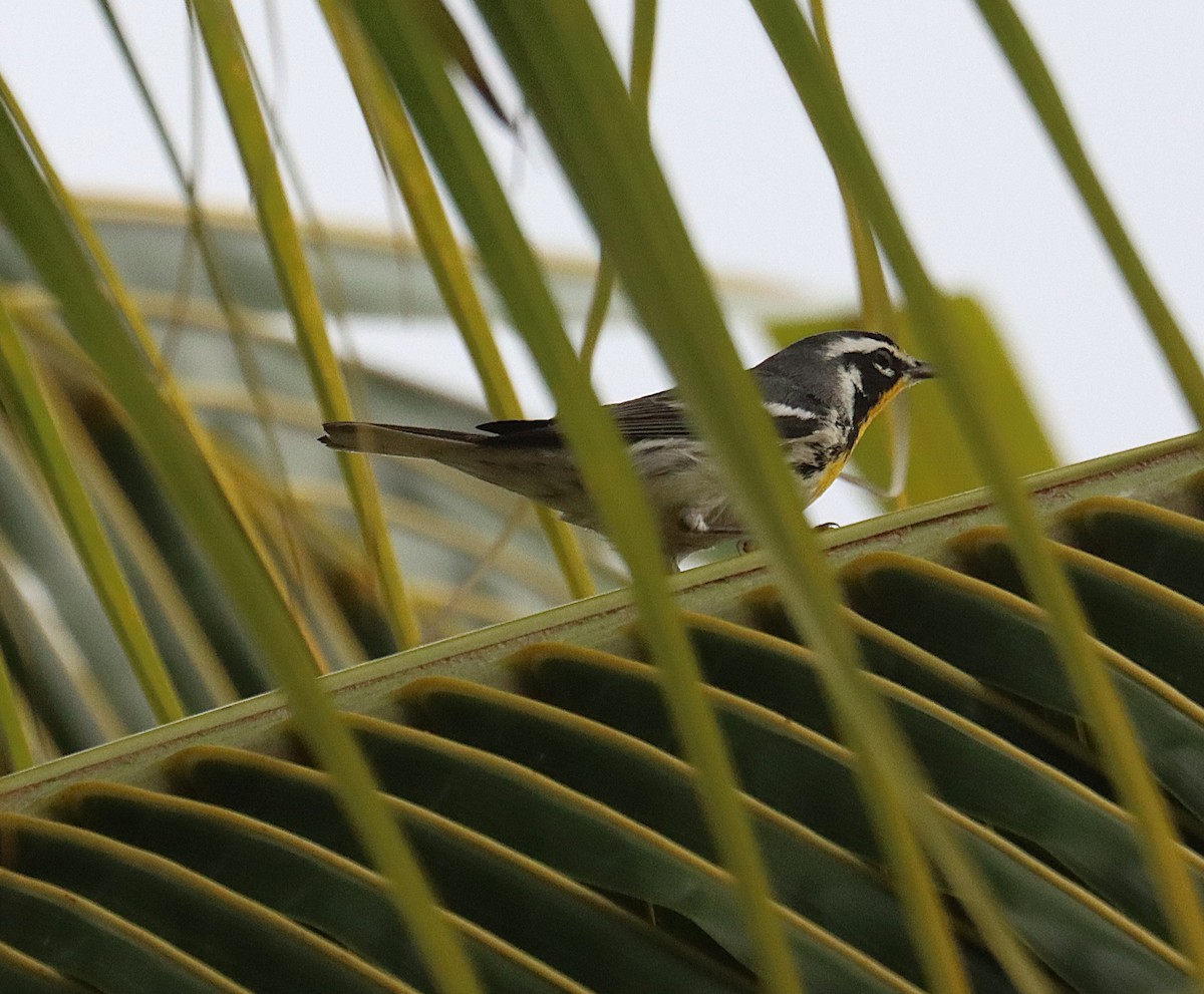 Goldkehl-Waldsänger (albilora) - ML645930050