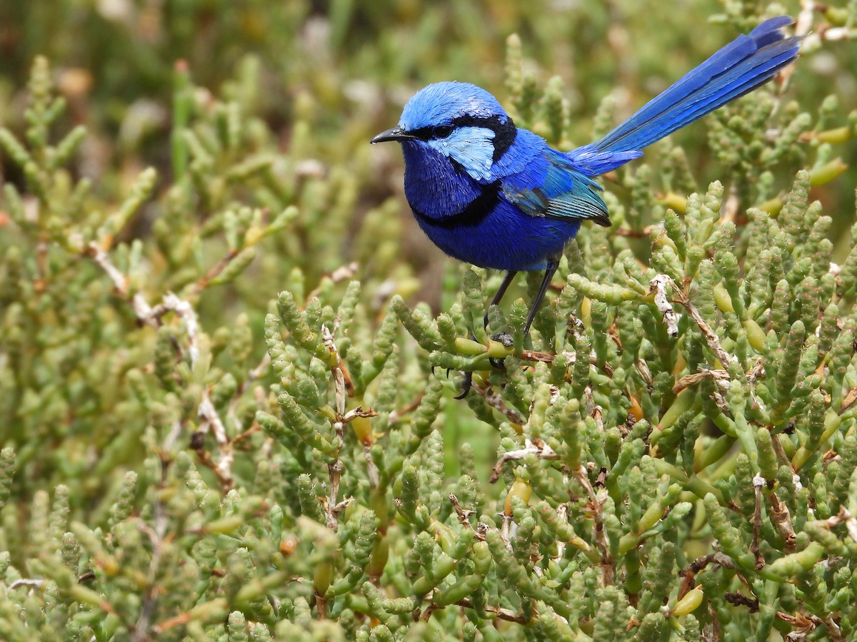 Türkisstaffelschwanz - ML645930051