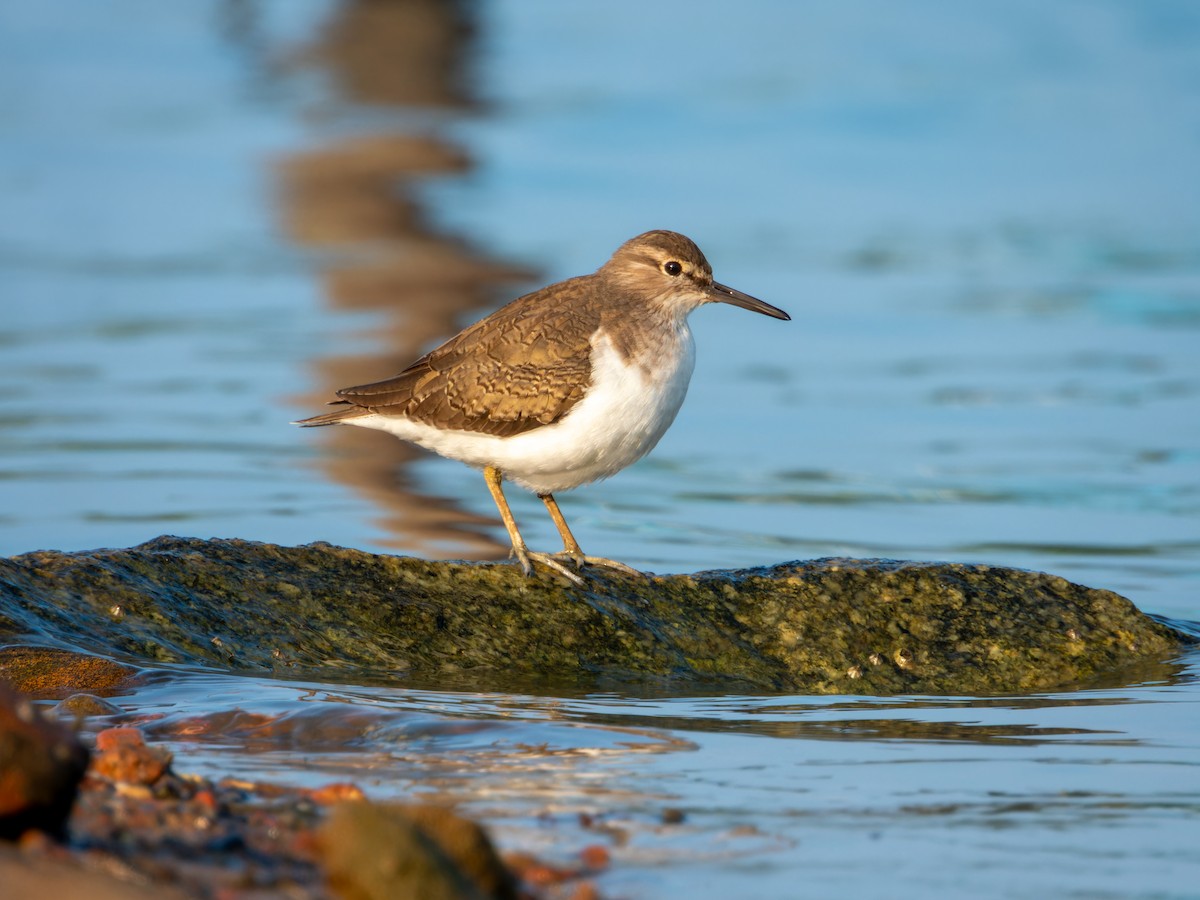 Flussuferläufer - ML645930052