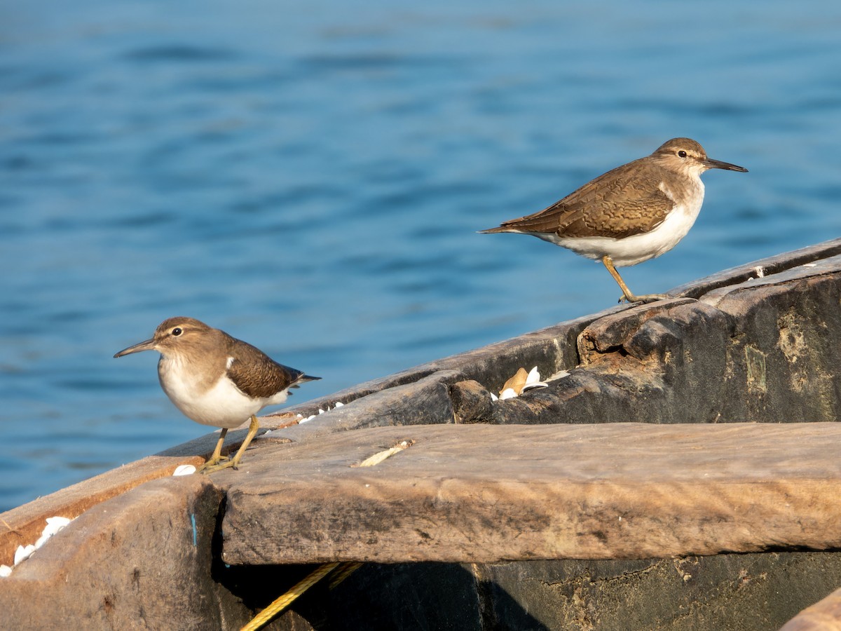 Flussuferläufer - ML645930053