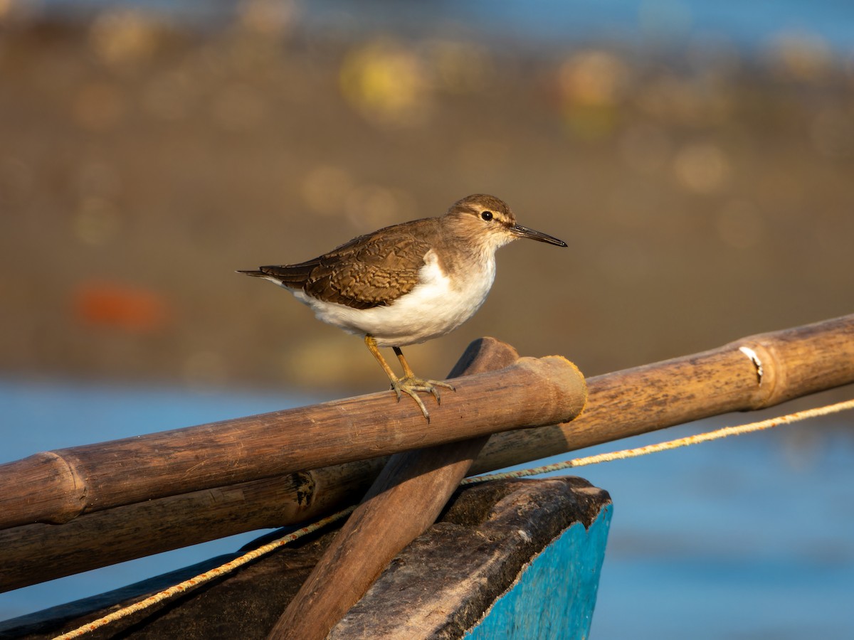 Flussuferläufer - ML645930054