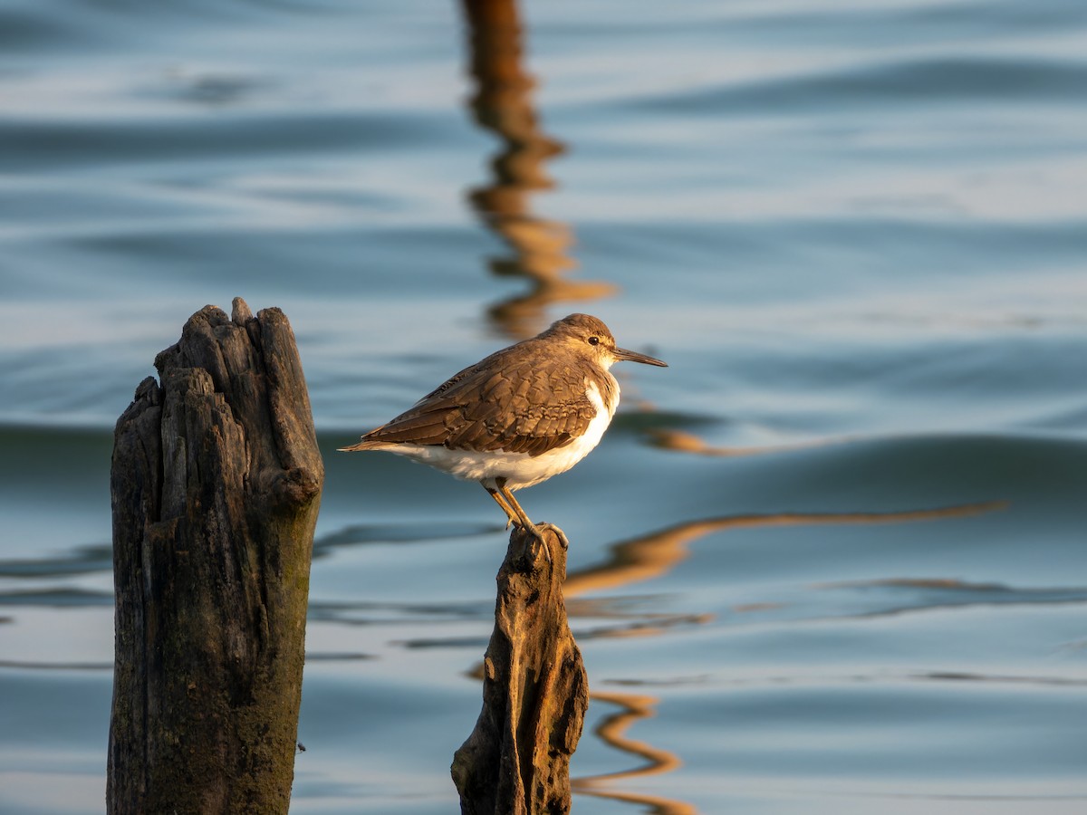 Flussuferläufer - ML645930055