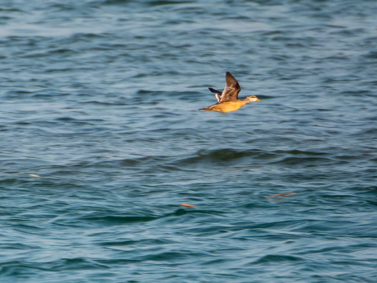 Koromandelzwergente - ML645930056