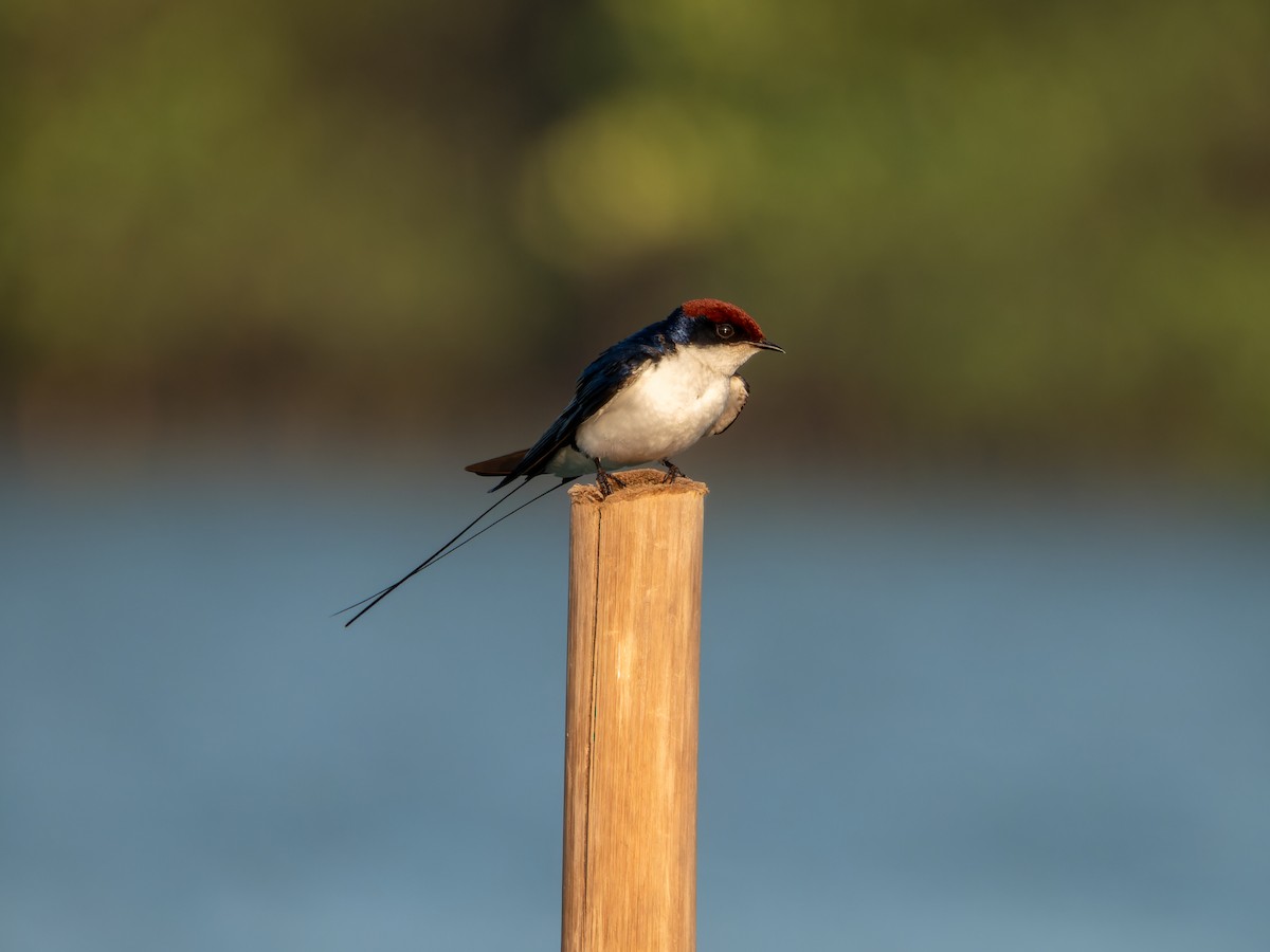 Rotkappenschwalbe - ML645930069