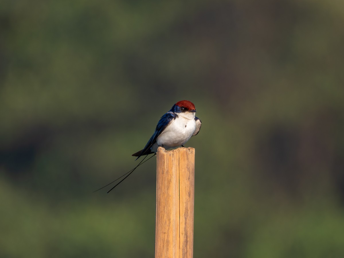 Rotkappenschwalbe - ML645930070