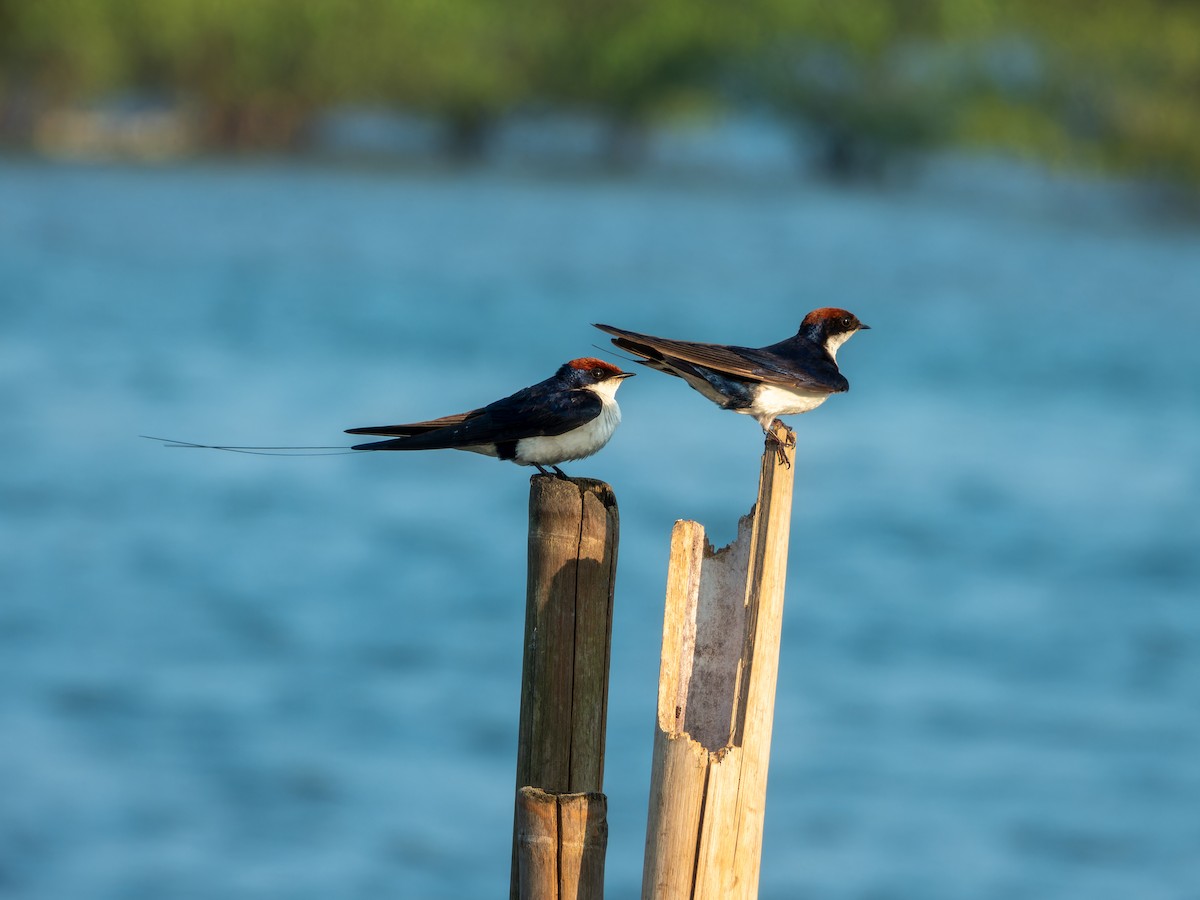 Rotkappenschwalbe - ML645930071