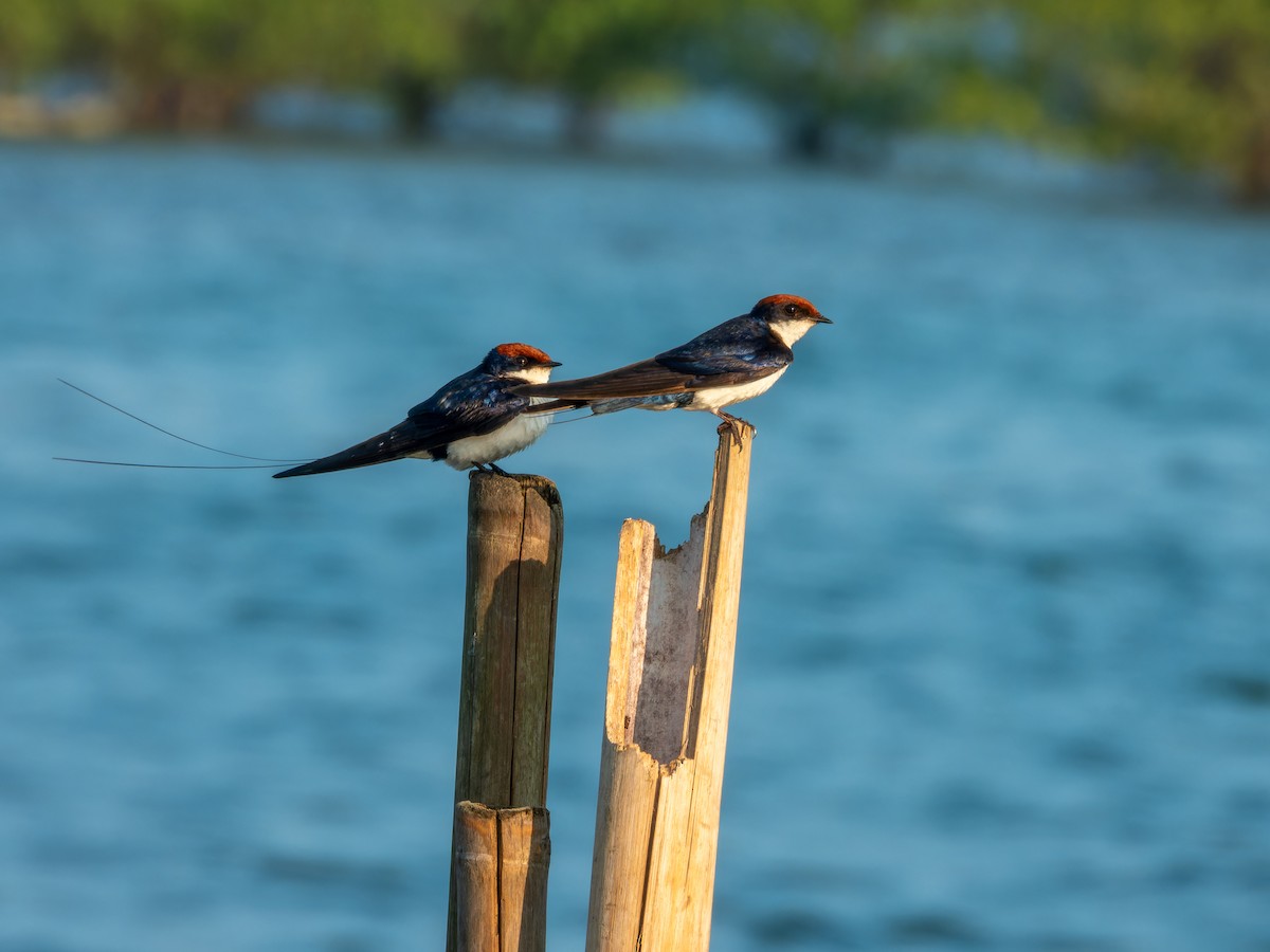 Rotkappenschwalbe - ML645930072