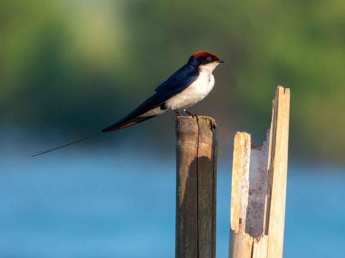 Rotkappenschwalbe - ML645930073