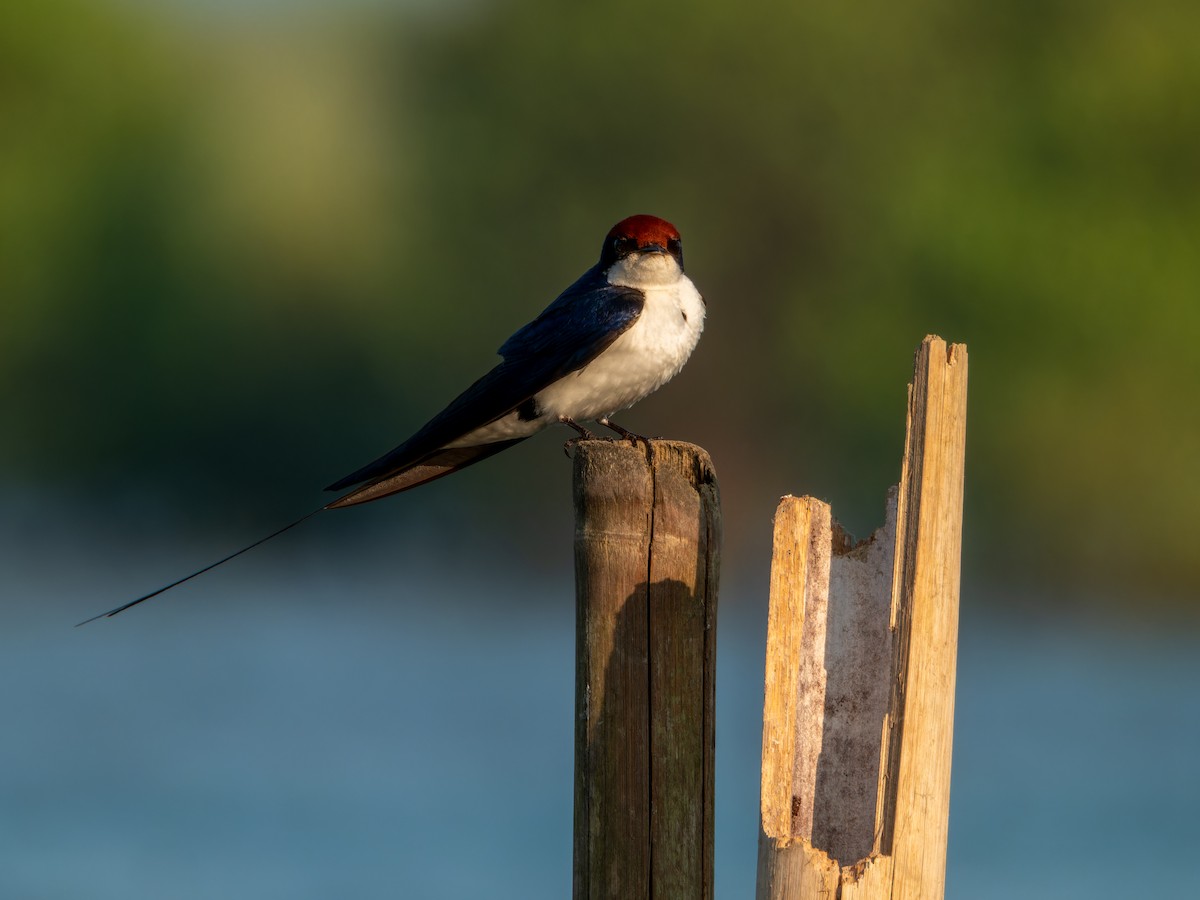 Rotkappenschwalbe - ML645930074