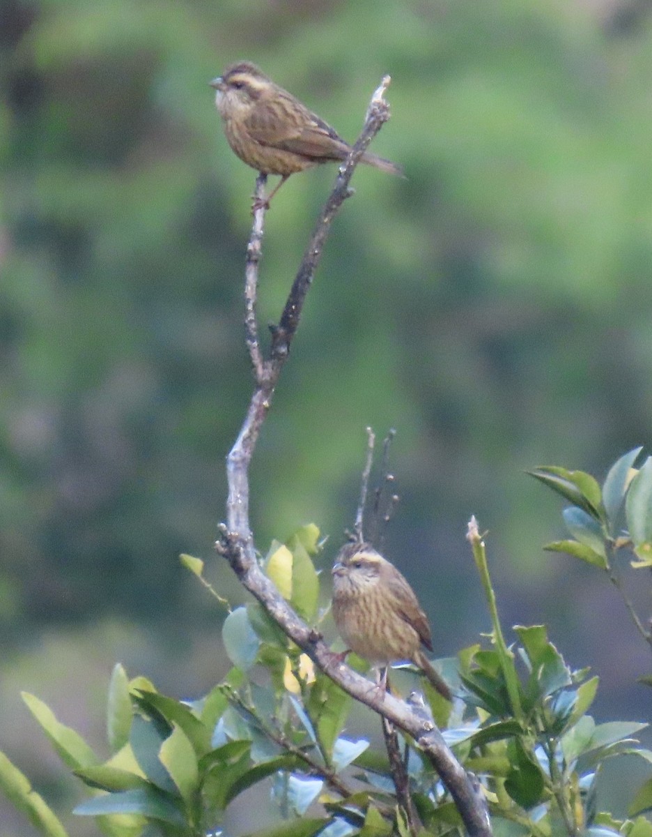 Rosenbrauengimpel - ML645930075