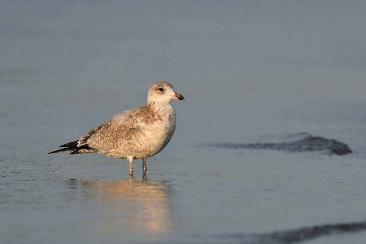 Ringschnabelmöwe - ML645930077