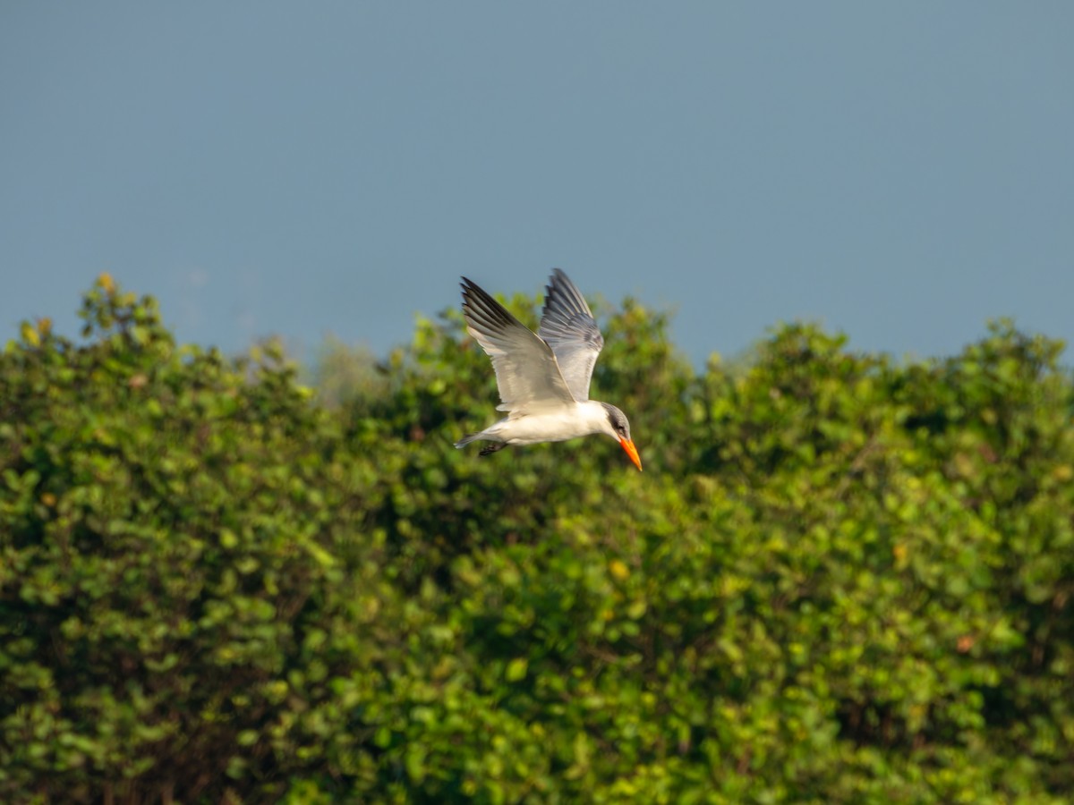 Raubseeschwalbe - ML645930078