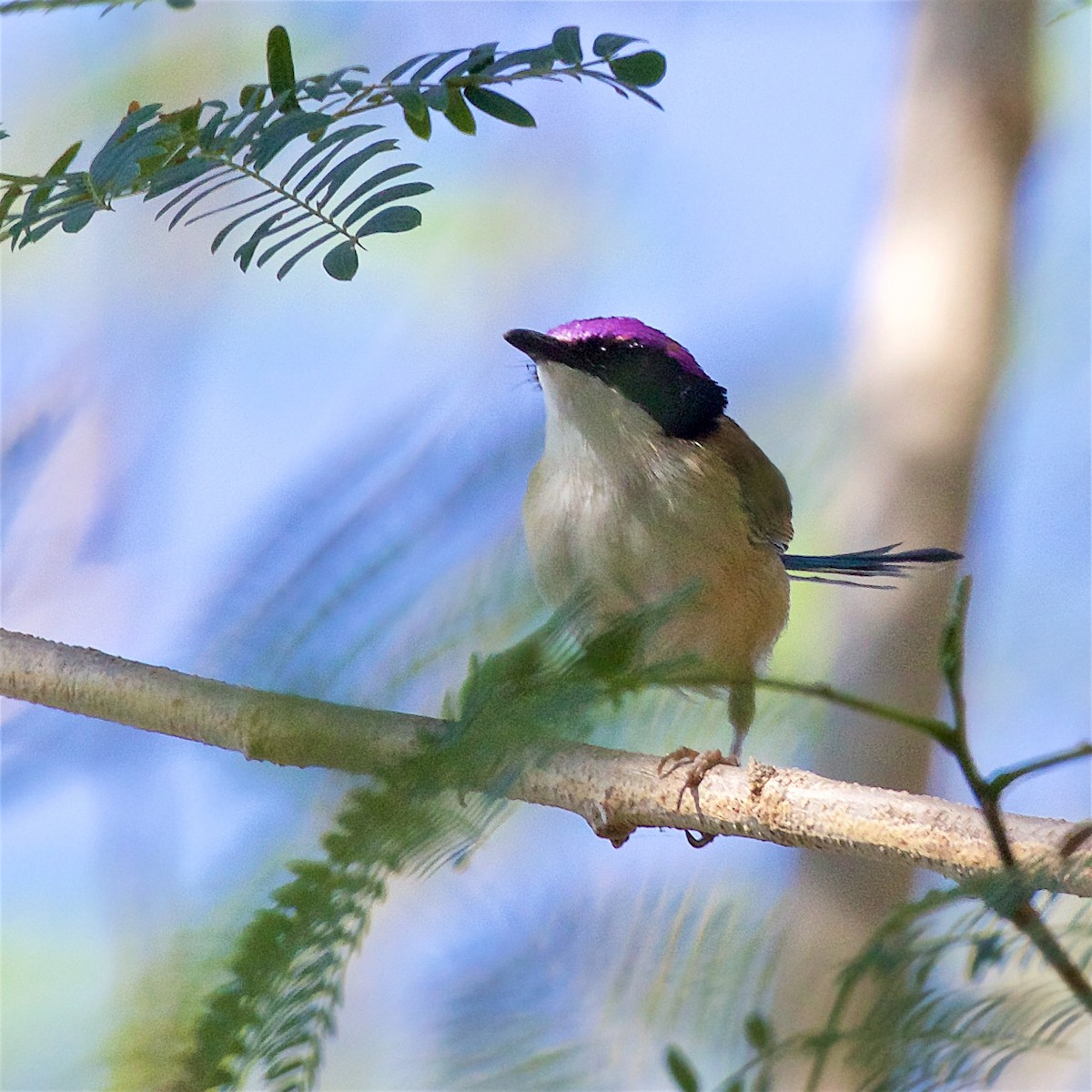 Малюр фіолетовоголовий - ML645930095