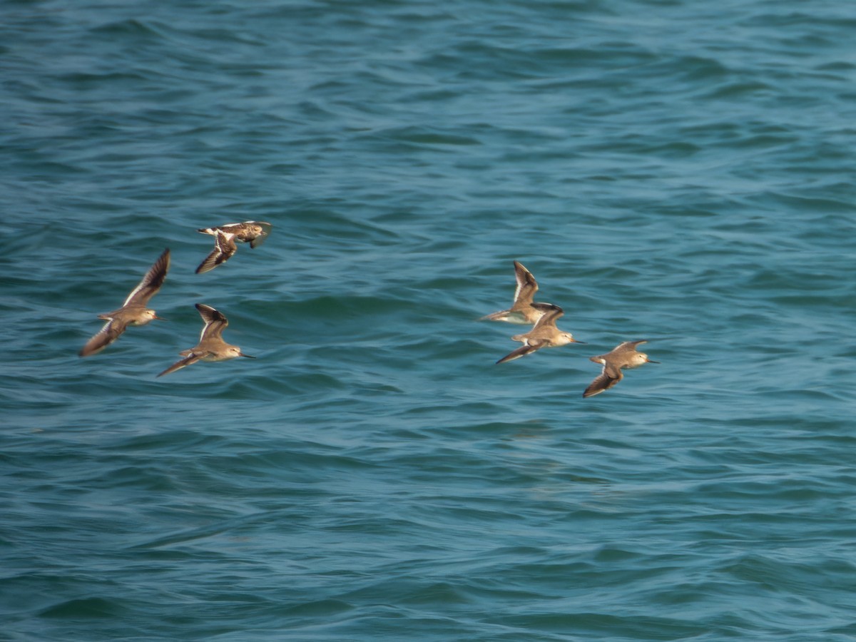 ביצנית אפורה - ML645930102