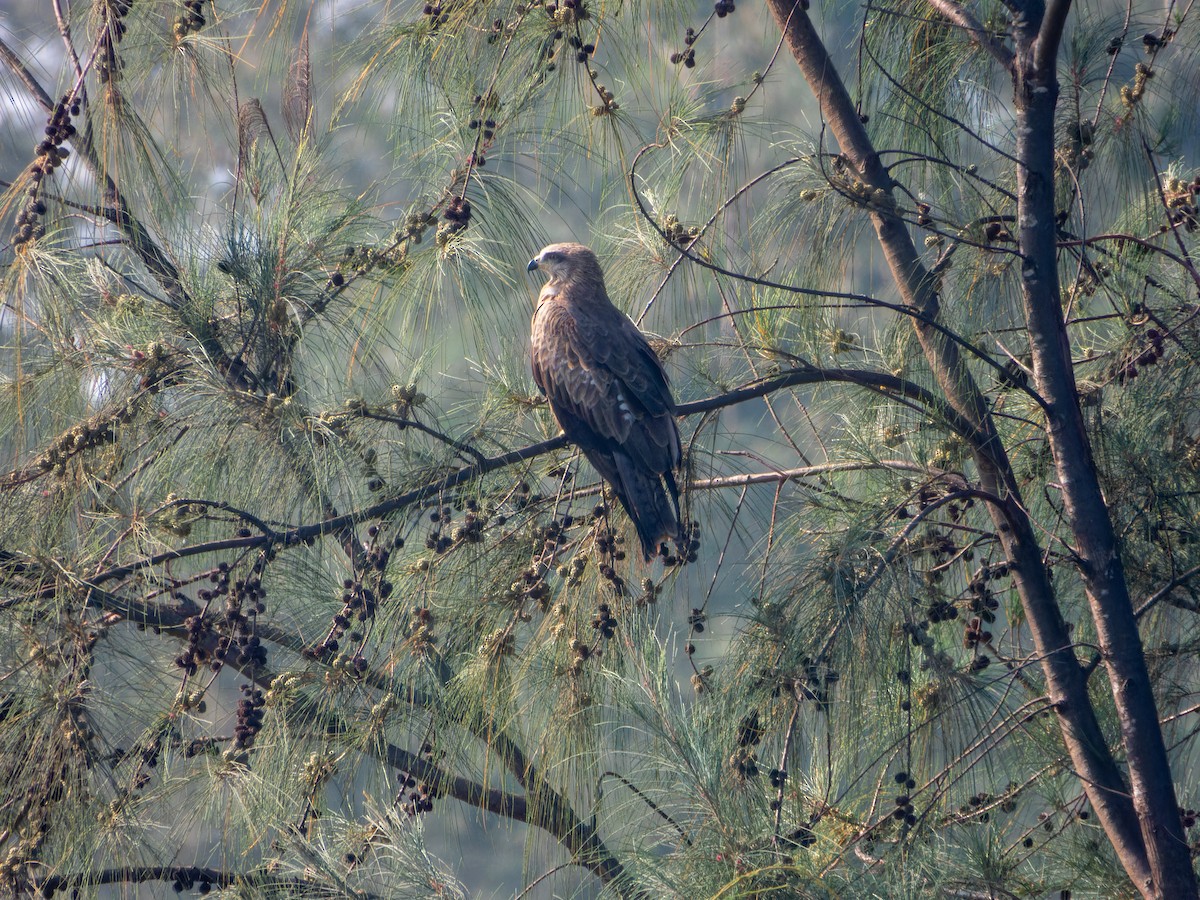 luňák hnědý - ML645930103