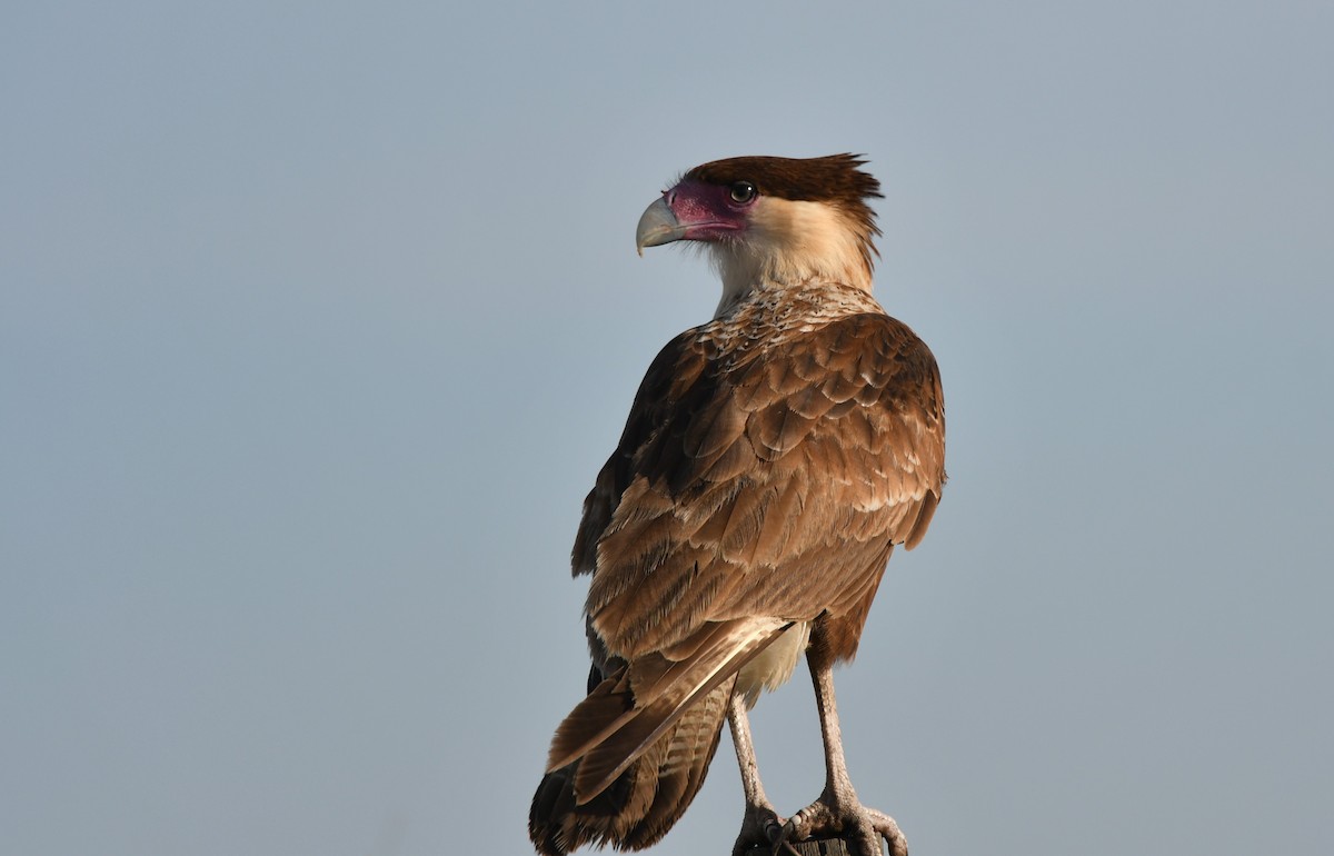 karančo jižní - ML645930114