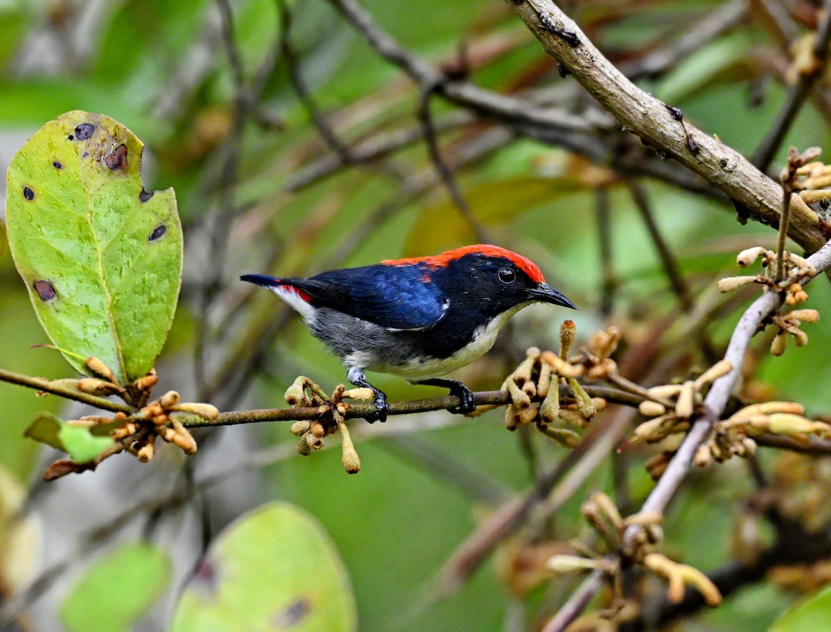 květozob červenohřbetý - ML645930115