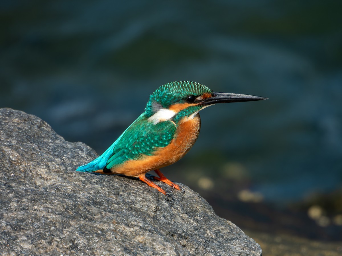 ledňáček říční - ML645930116