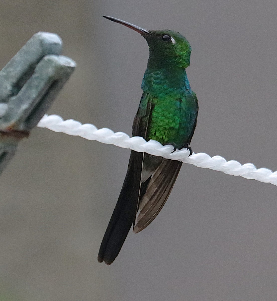 kolibřík kubánský - ML645930117