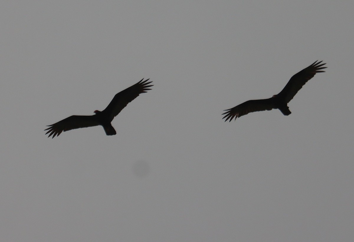 kondor krocanovitý - ML645930118