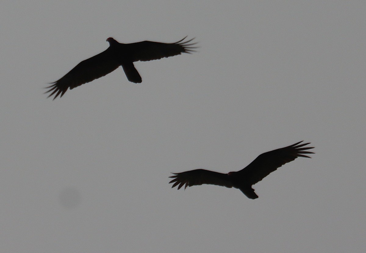 kondor krocanovitý - ML645930119