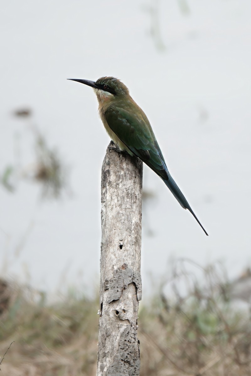 vlha modroocasá - ML645930120