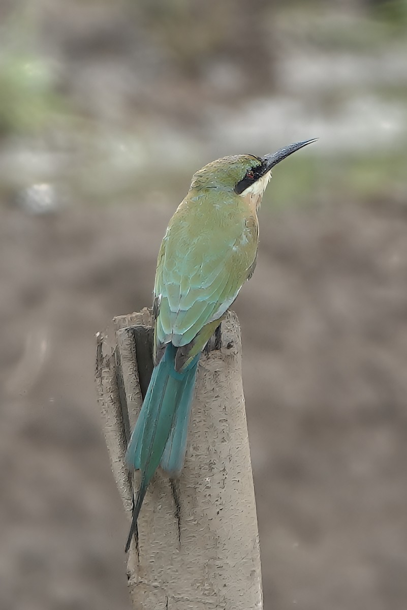 vlha modroocasá - ML645930122