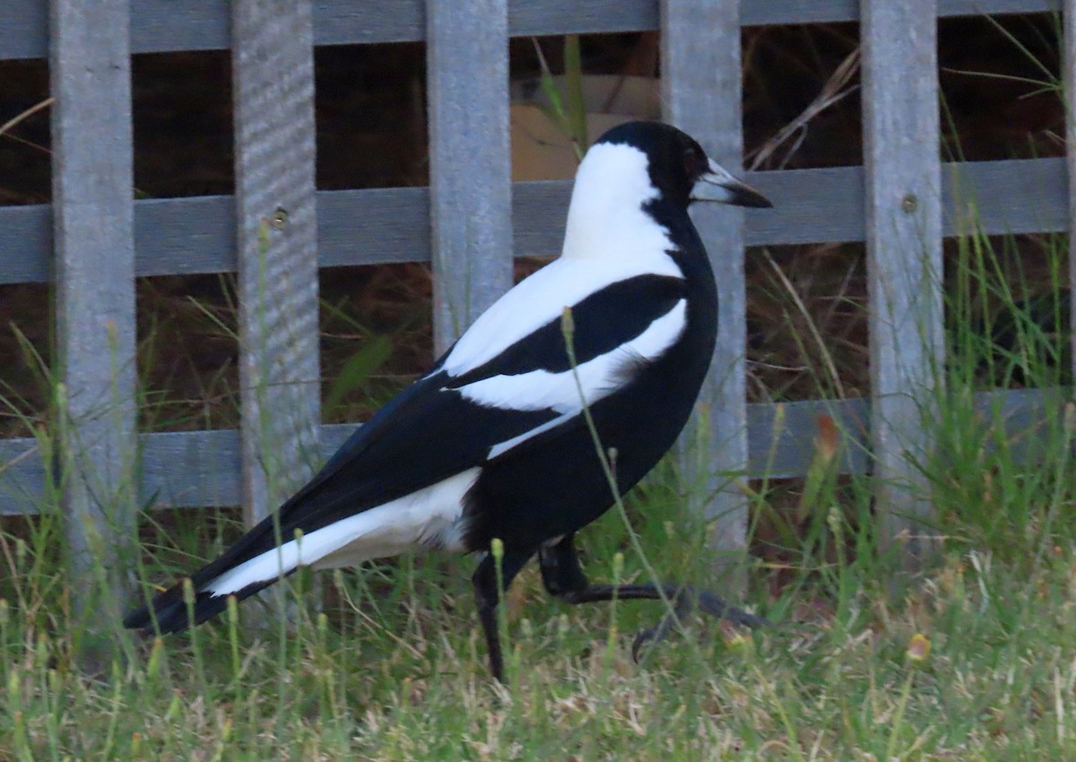 flétňák australský - ML645930124