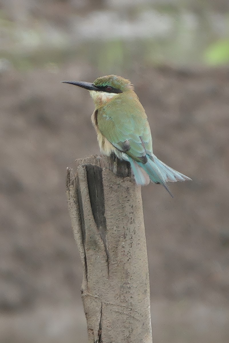 vlha modroocasá - ML645930125