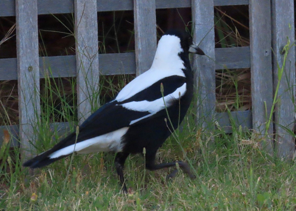 flétňák australský - ML645930126