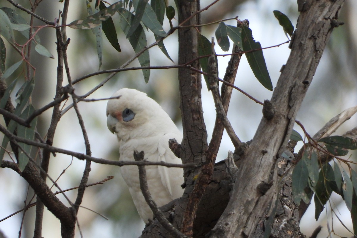 kakadu naholící - ML645930127