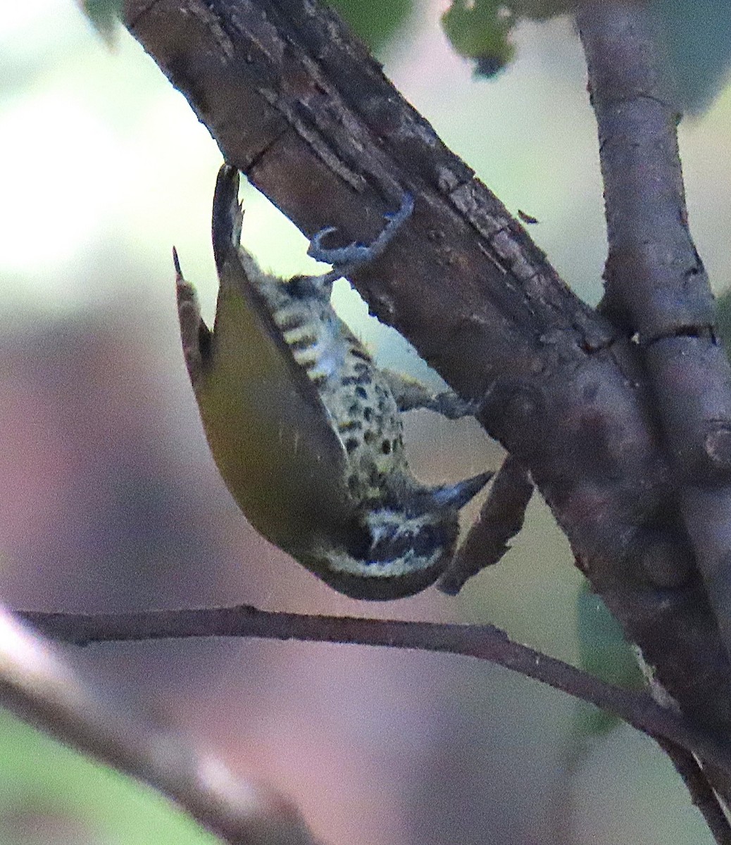 datlíček tečkovaný - ML645930128