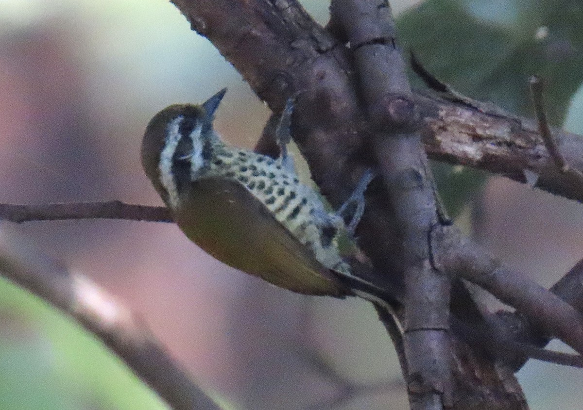 datlíček tečkovaný - ML645930130