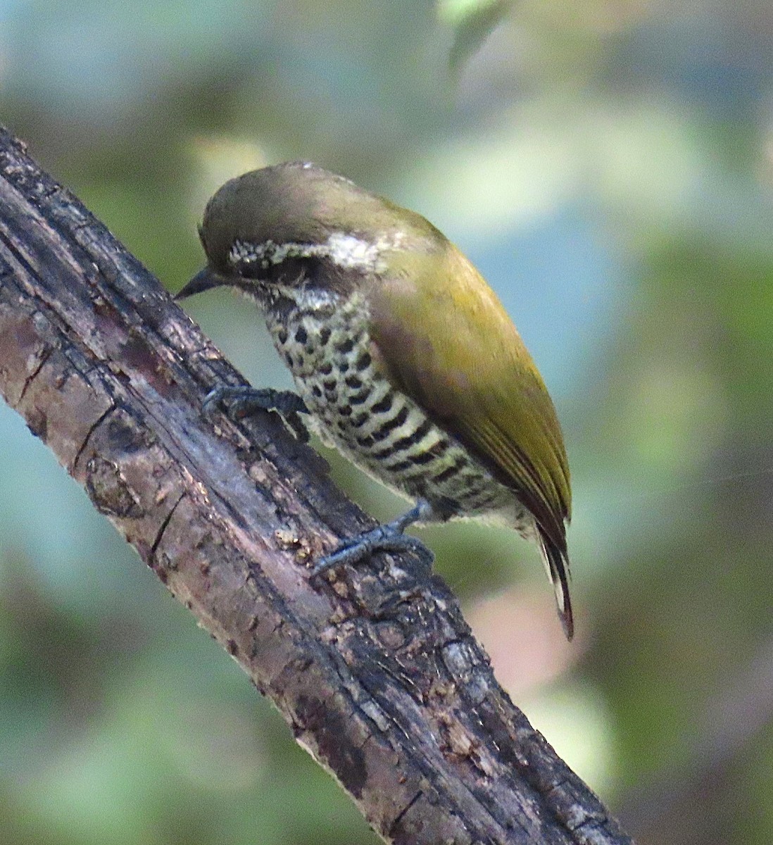 datlíček tečkovaný - ML645930132