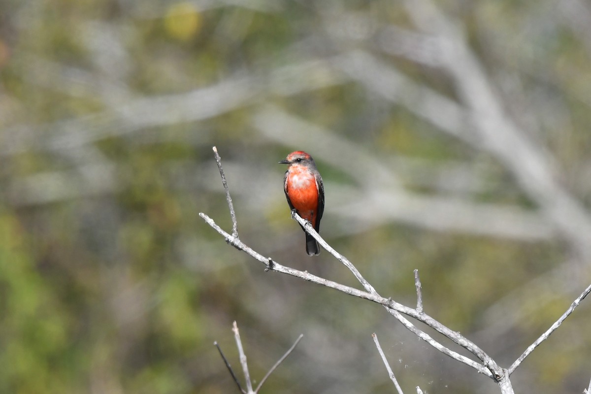 Vermilion Flycatcher - ML645930133
