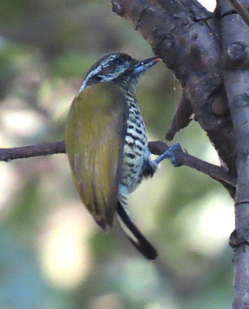 datlíček tečkovaný - ML645930134