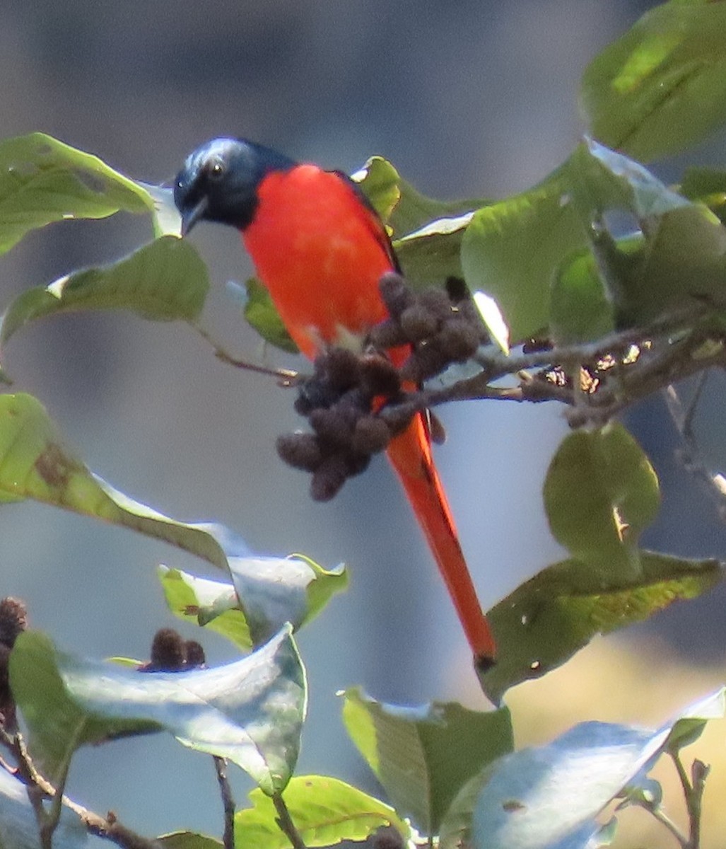 Long-tailed Minivet - ML645930135