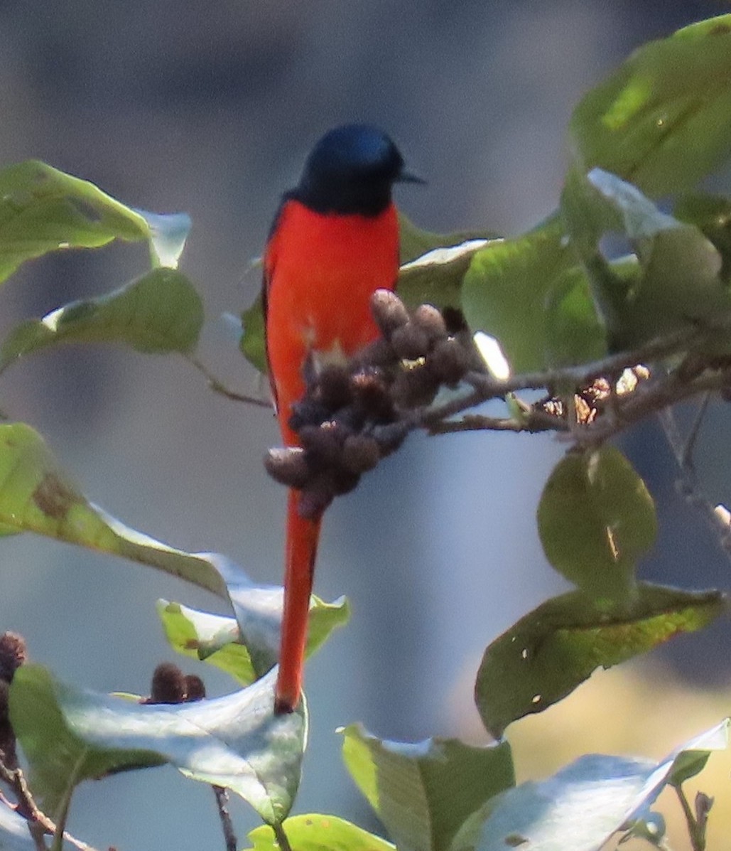 Long-tailed Minivet - ML645930136