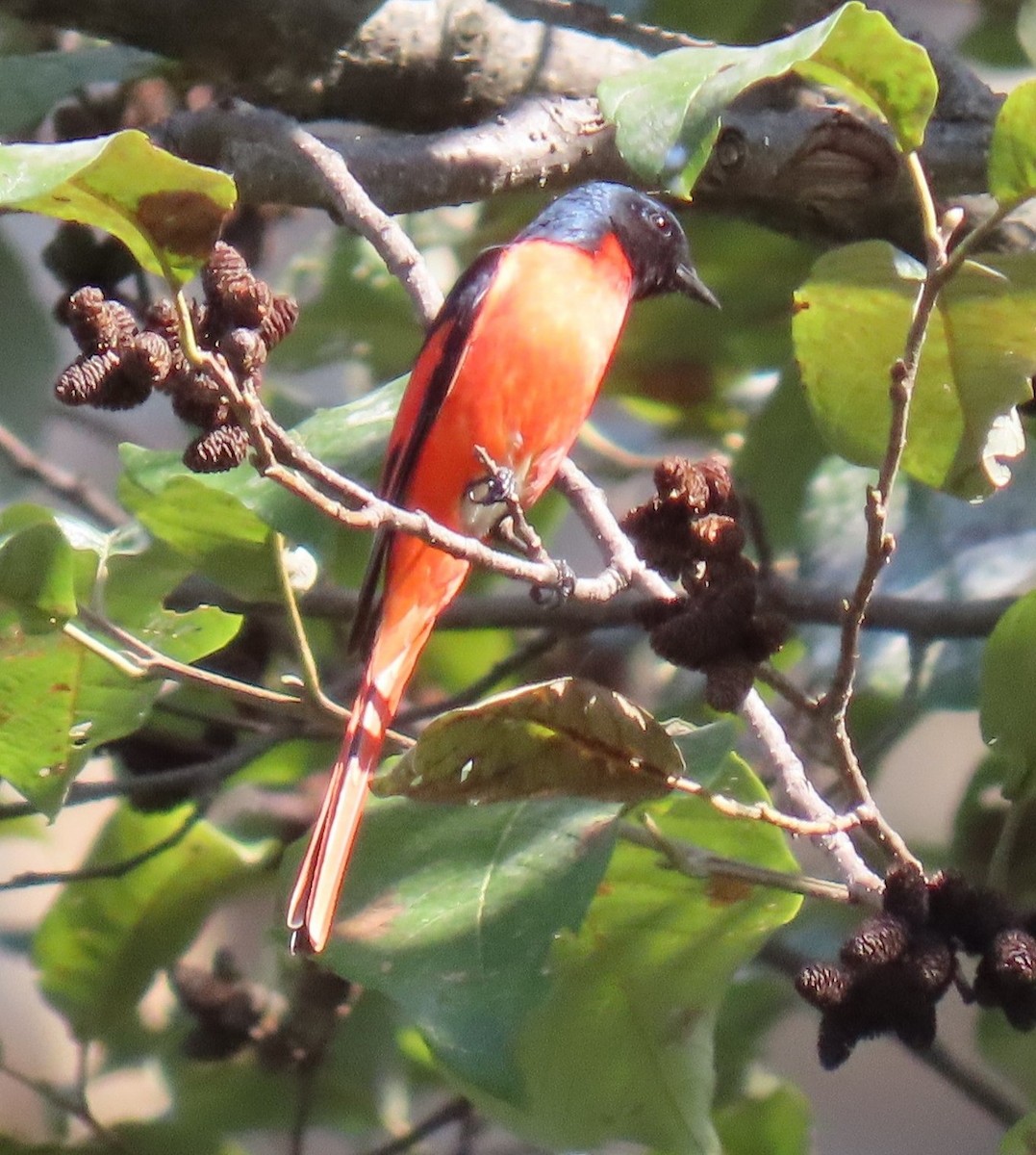 Long-tailed Minivet - ML645930137