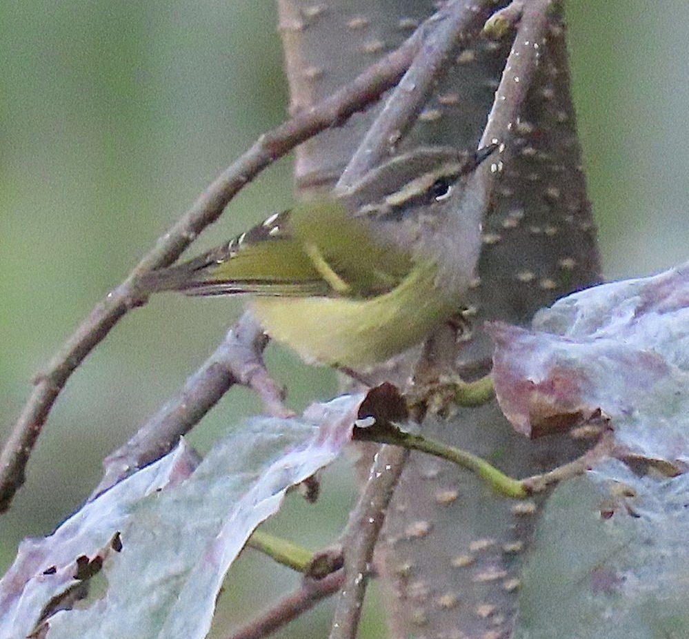 budníček žlutobřichý - ML645930138