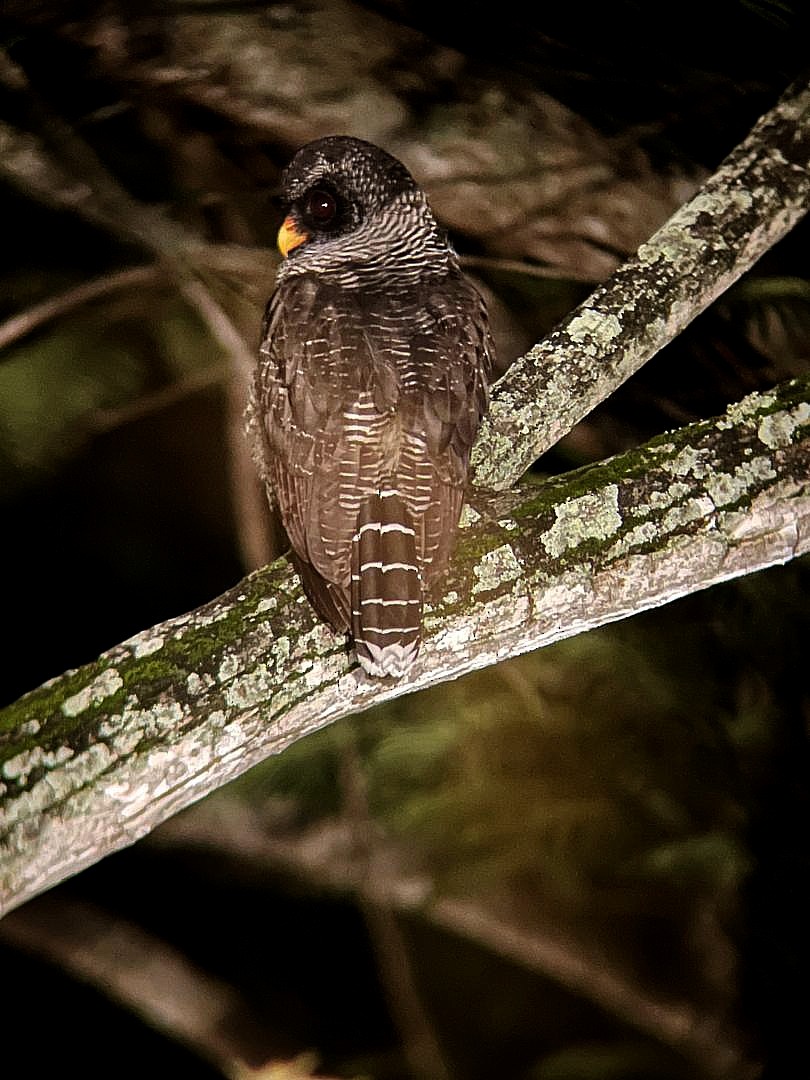 puštík černobílý - ML645930139