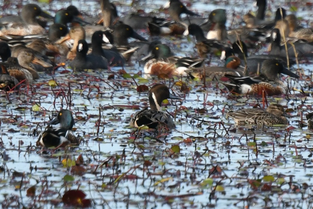 ostralka štíhlá - ML645930140