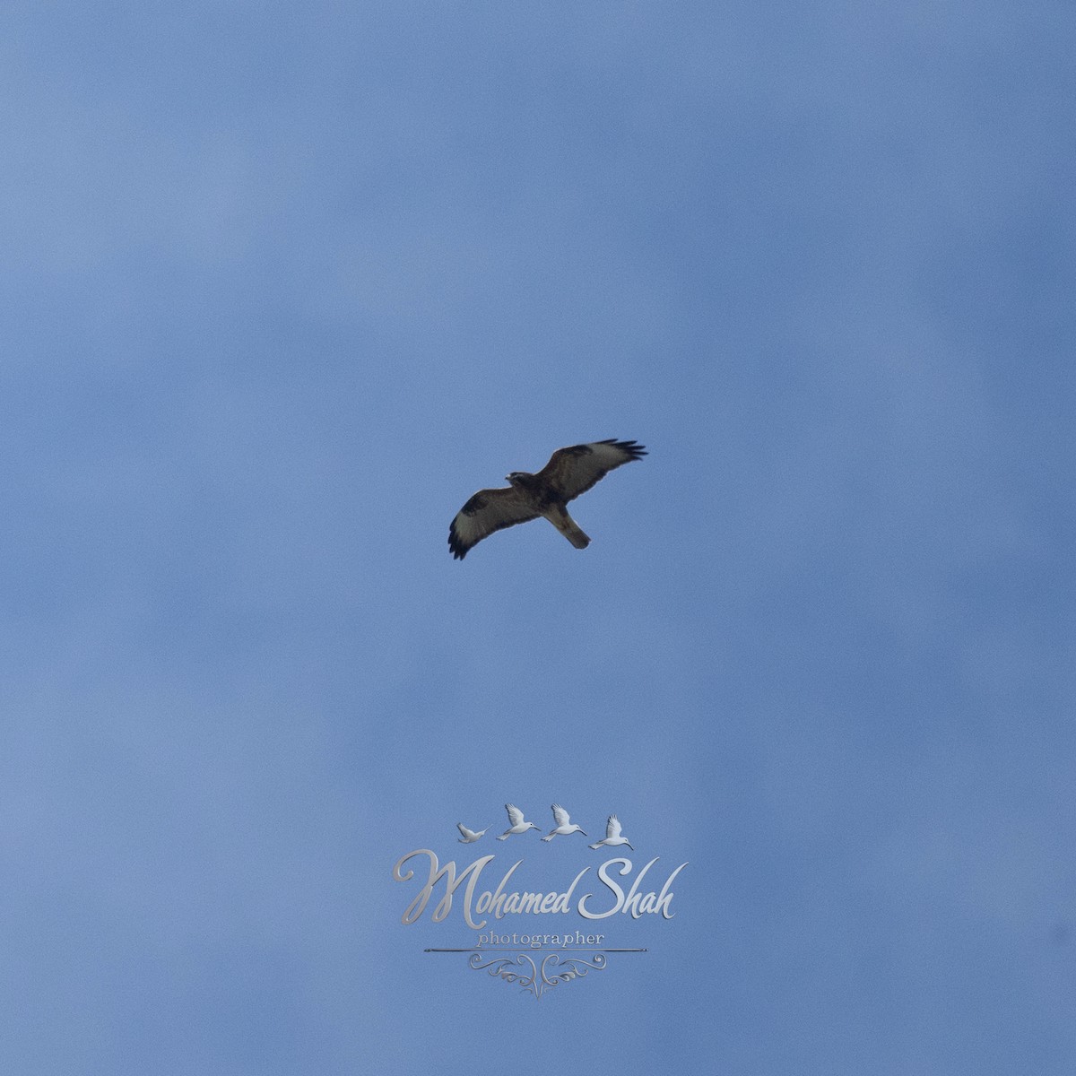 káně východní - ML645930141