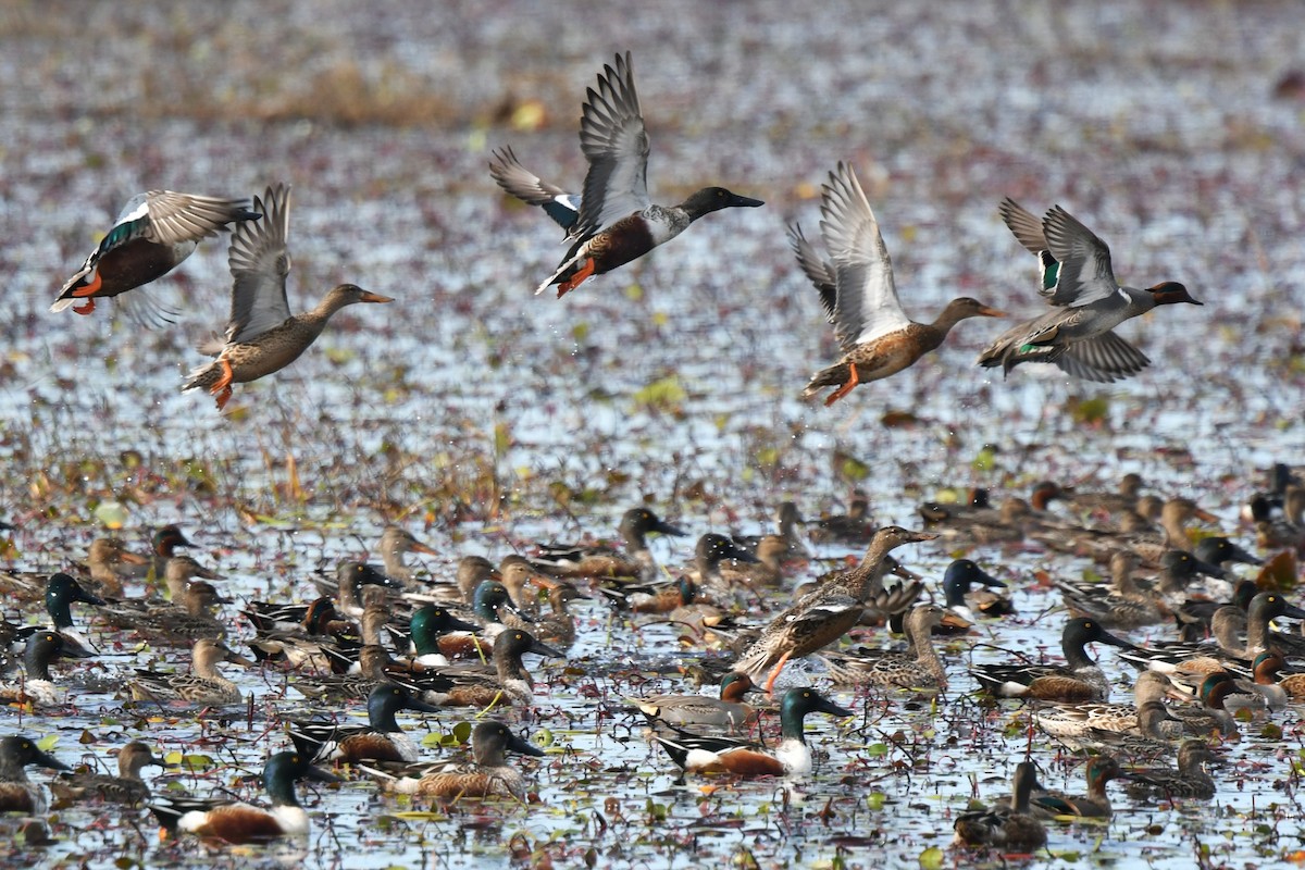 lžičák pestrý - ML645930142