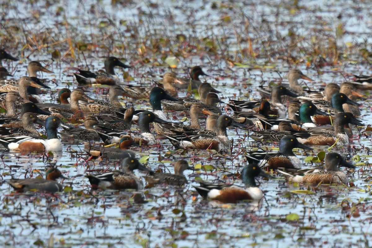 Cuchara Común - ML645930146