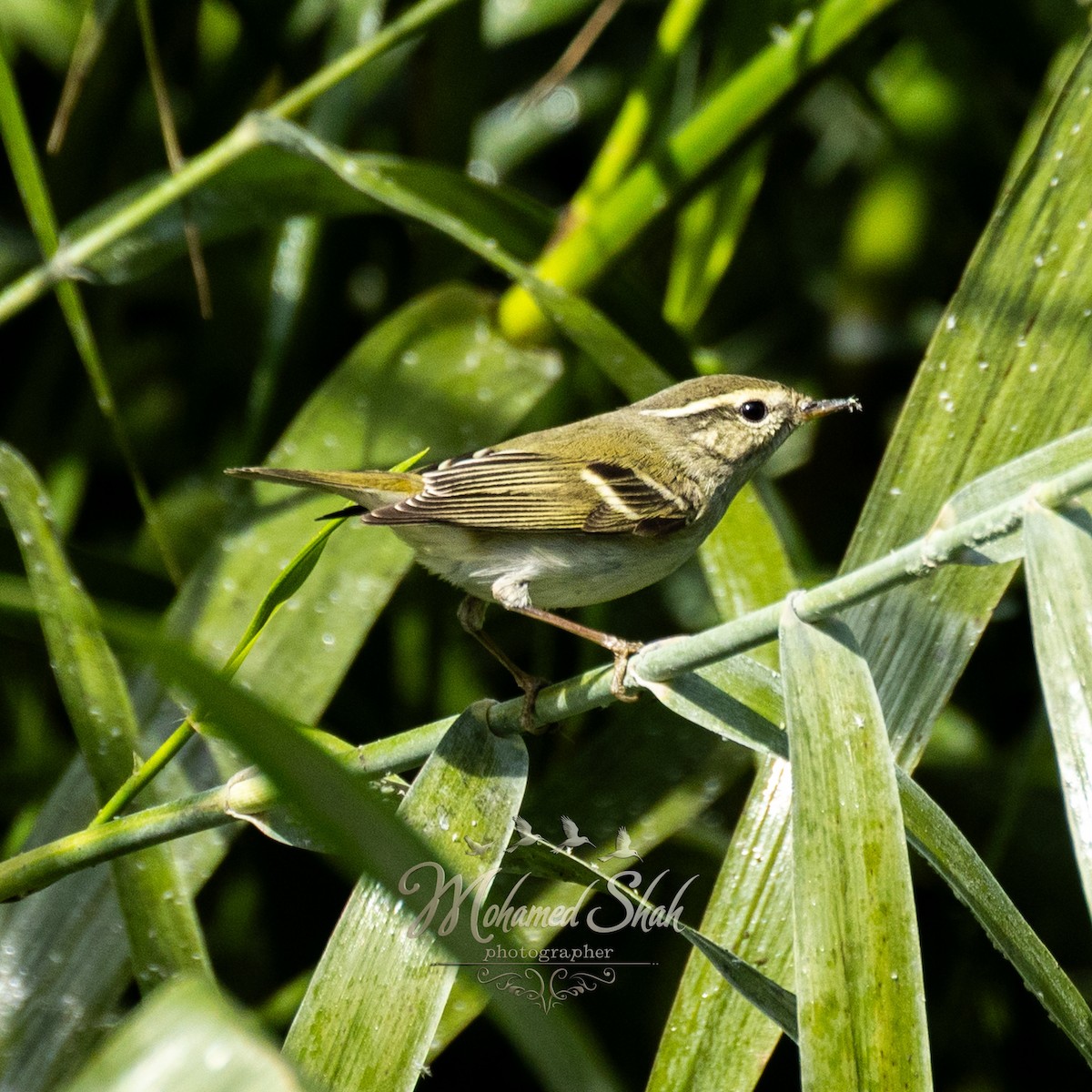 Mosquitero Bilistado - ML645930147