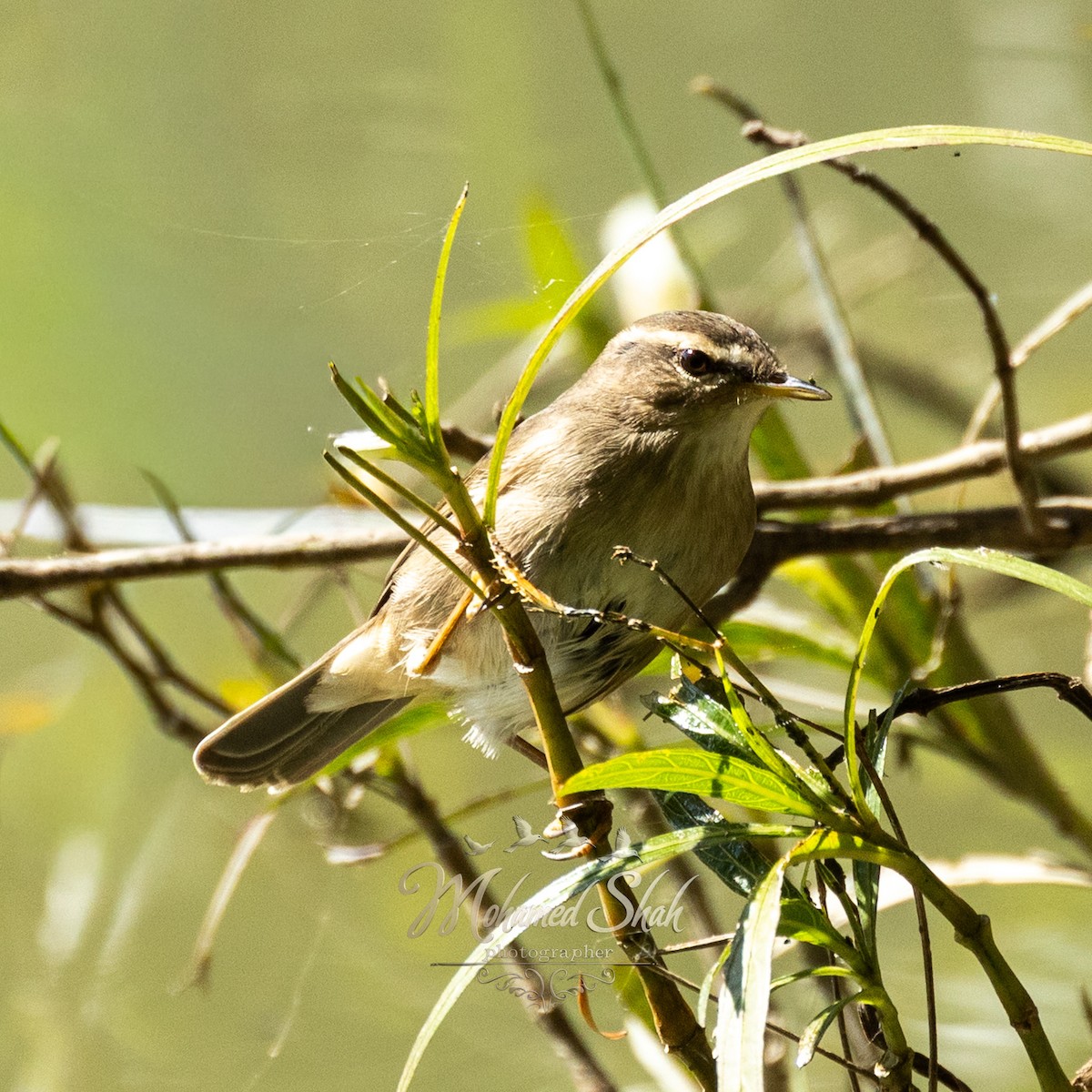 Mosquitero Sombrío - ML645930148