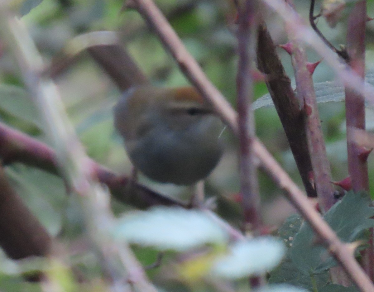 Cetia Capirotada - ML645930155