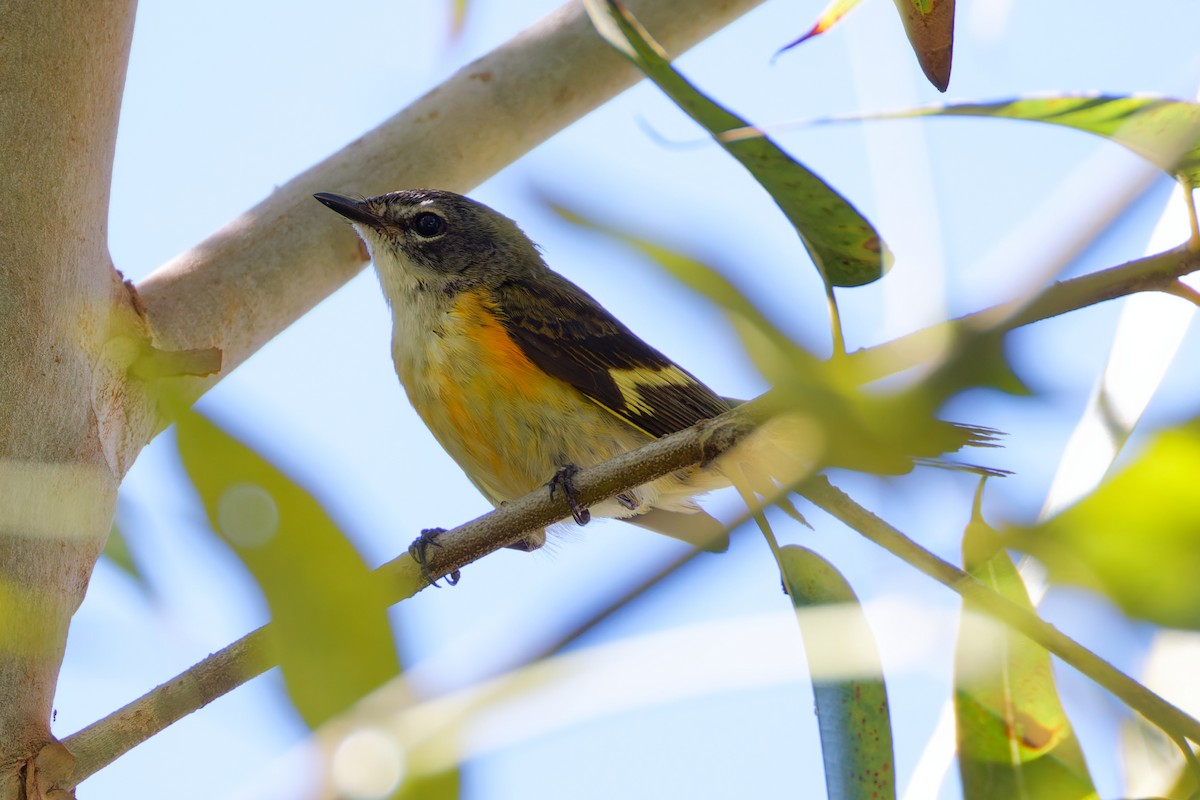 American Redstart - ML645930156